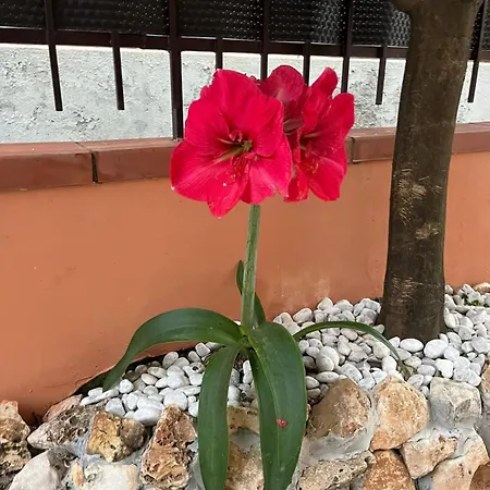 アパート Stefy's House スカレア