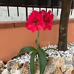 Διαμέρισμα Stefy's House Scalea