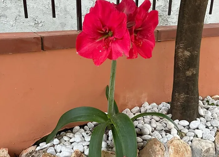 Appartamento Stefy's House Scalea